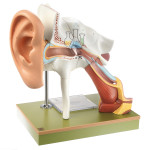 Auditory Organ With Auricle Model